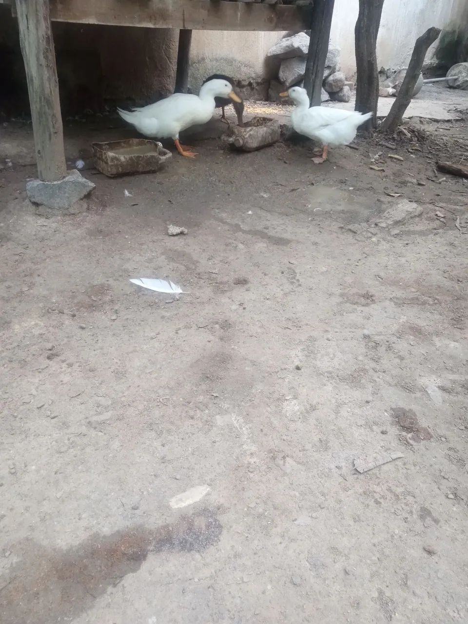 Ovos de marreca  - Foto 5