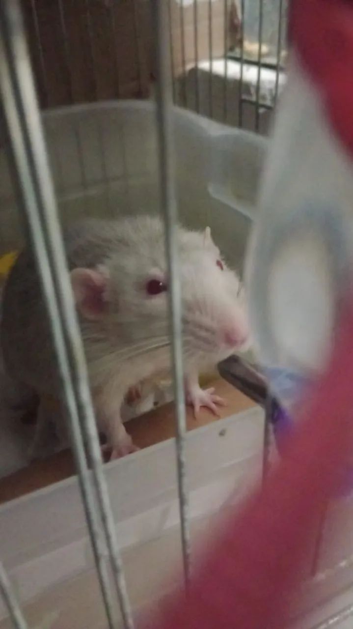 doação urgente rato twister - Foto 2