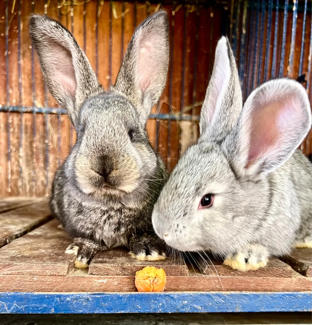 Coelhos gigantes, encantadores!!!