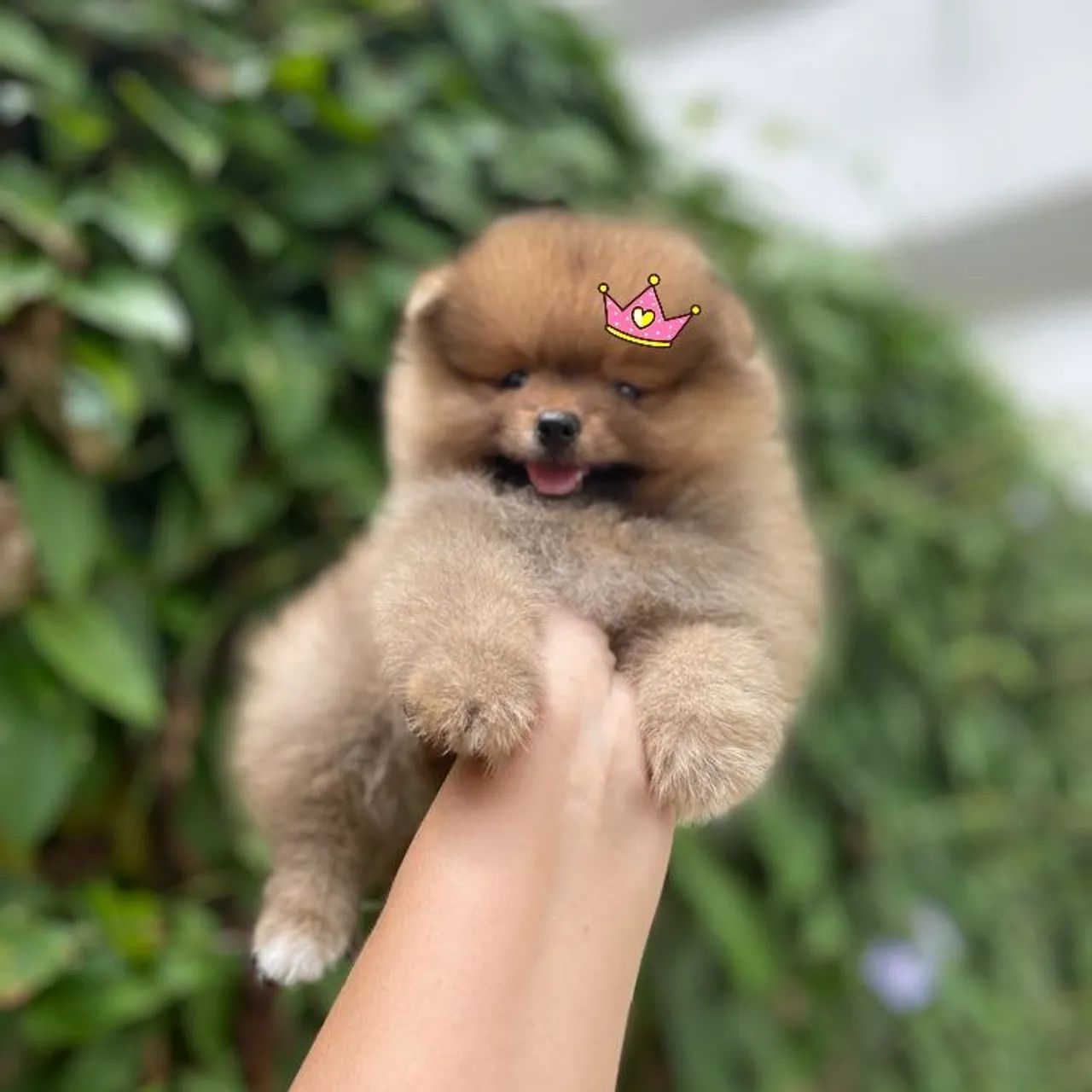Filhotes de Lulu da Pomerânia Legítimos  - Foto 5