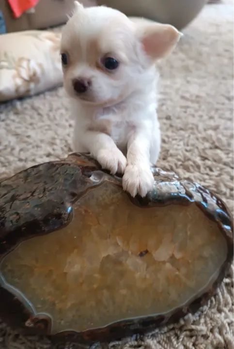 Chihuahua Fofo Procurando Lar - Foto 2