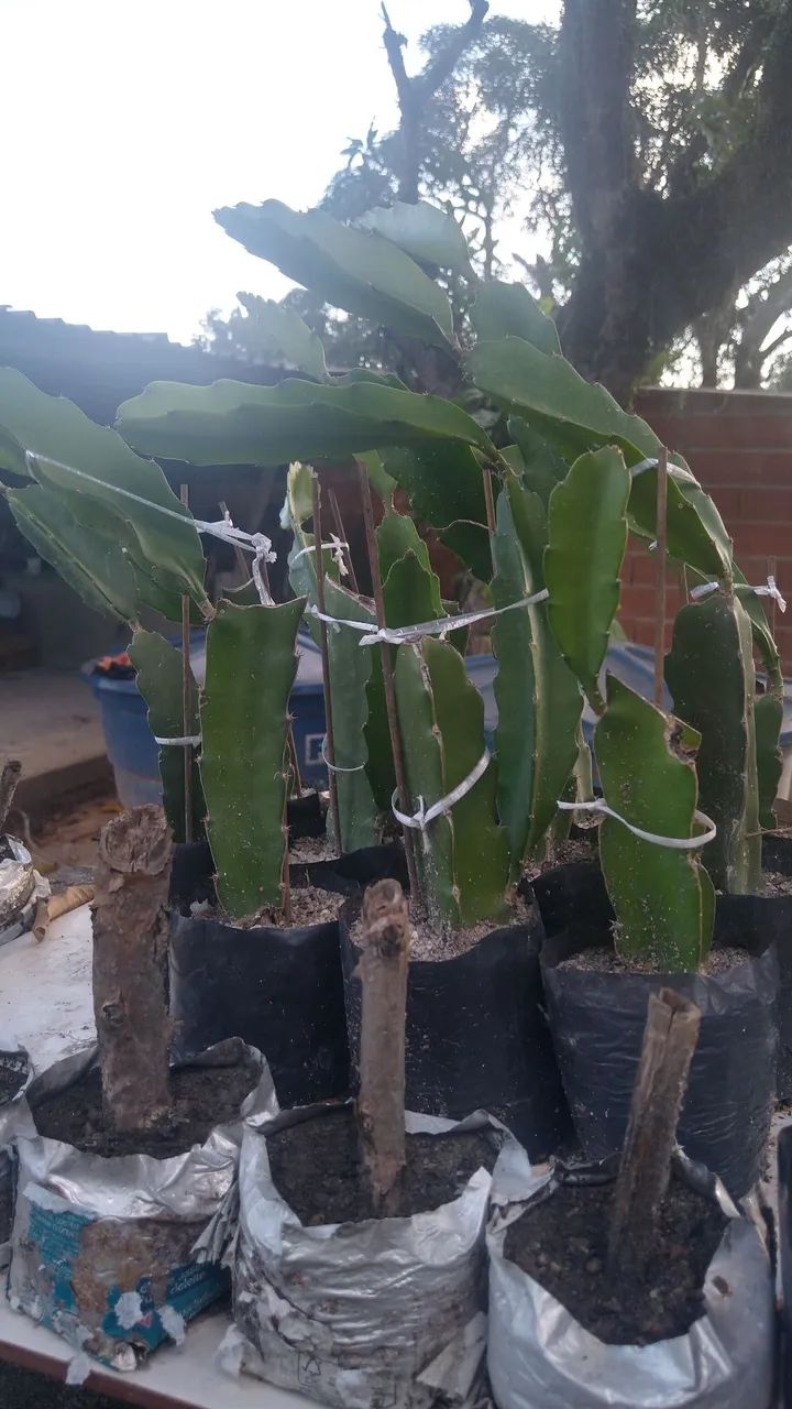 Mudas de Pitaya Vermelha (Não faço entregas) - Foto 4