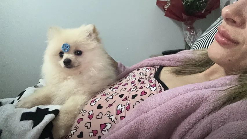 Filhote de Lulu da Pomerania - Spitz alemão anao  - Foto 2