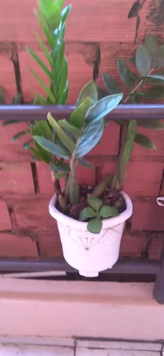 Planta Zamiculca em vaso - Foto 5