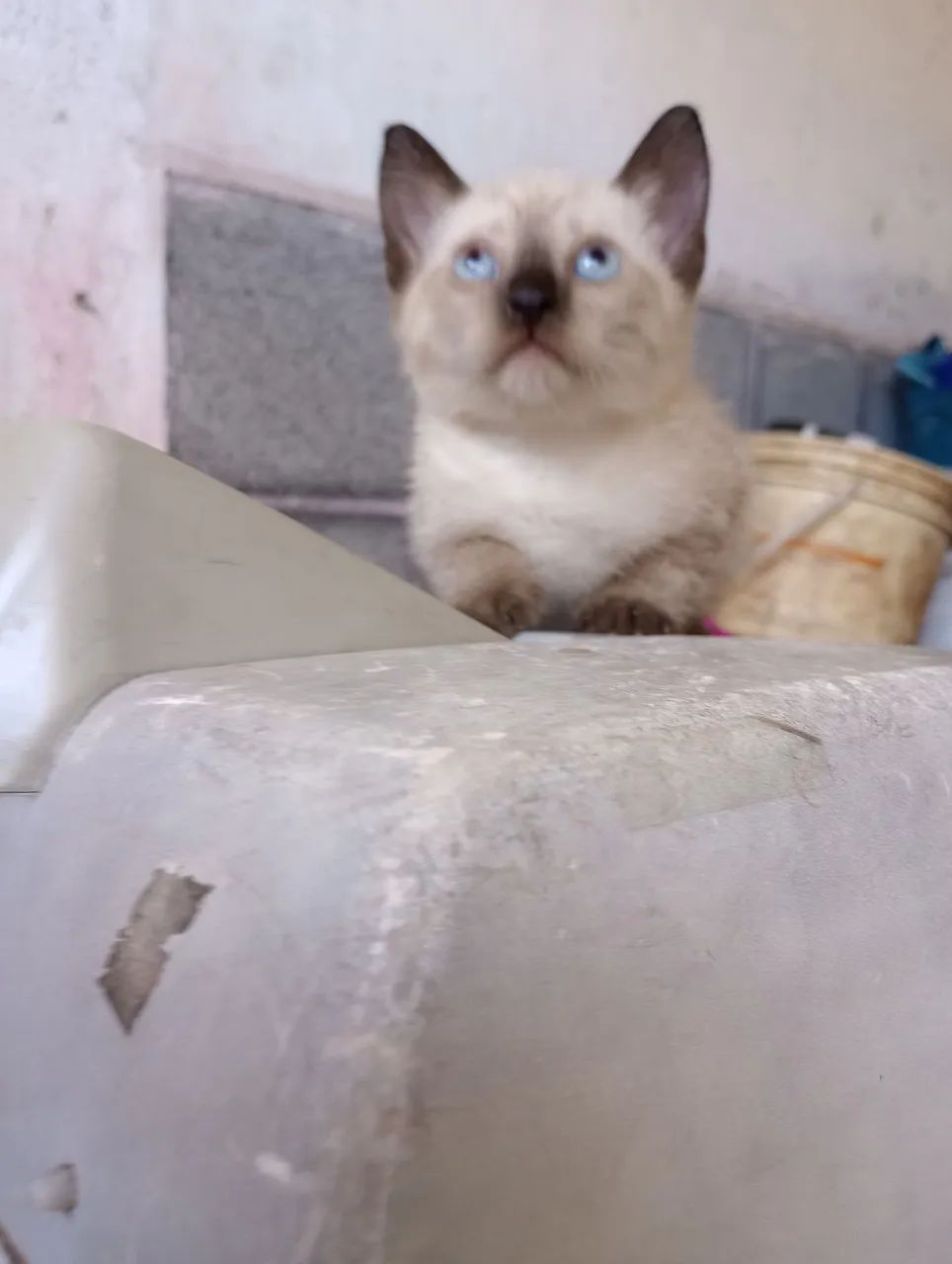 Doação Raça Mascarado Bombai - Foto 2