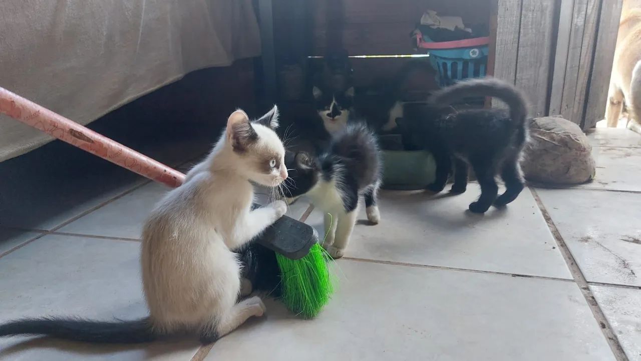 Doa se gatos ciameses frívolas e preto - Foto 6