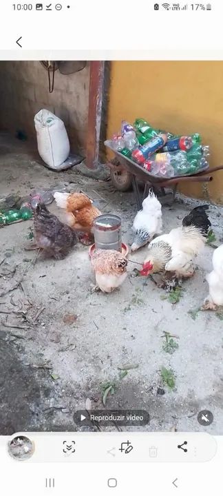 Ovos galados, frango e franga brhama  - Foto 2