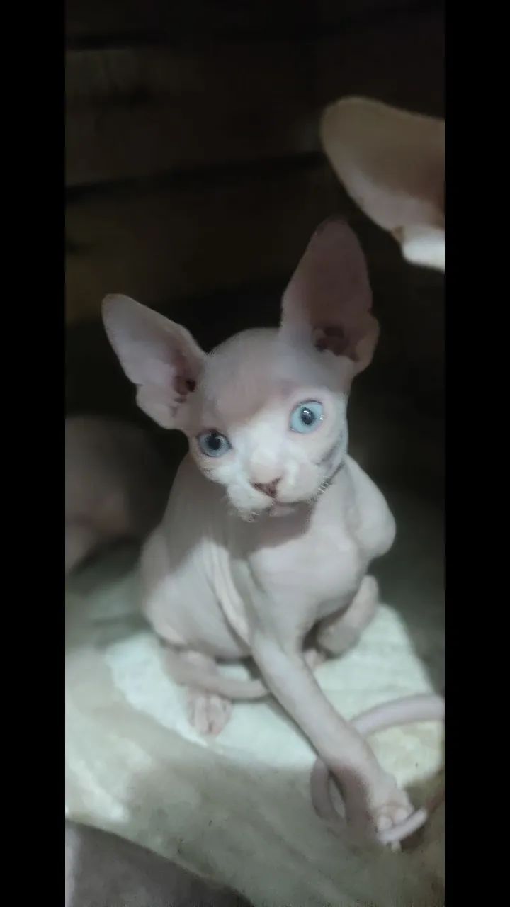 Gatinho Sphynx - Exótico e Carinhoso - Foto 5