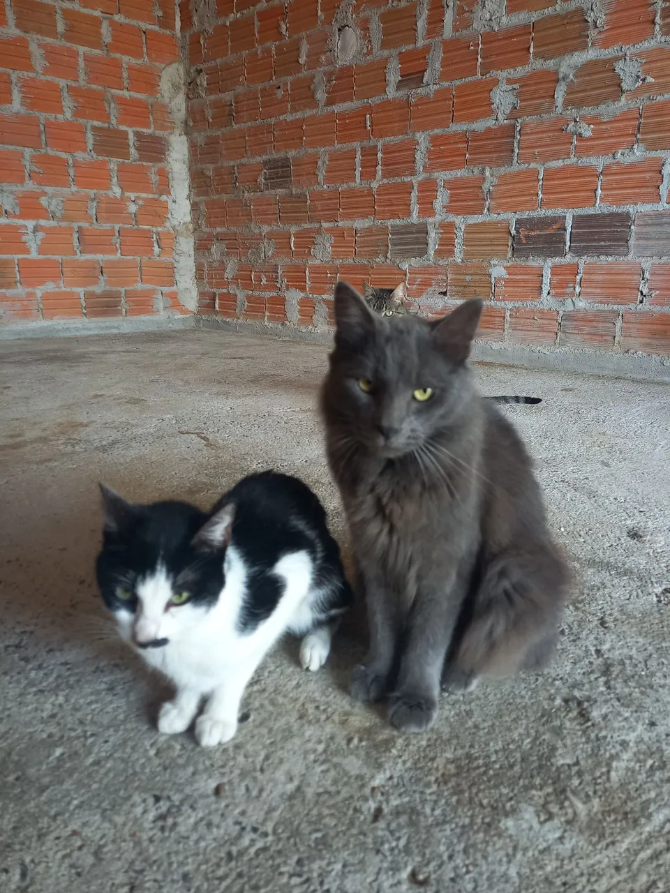 Gatos Lindos para Adotar