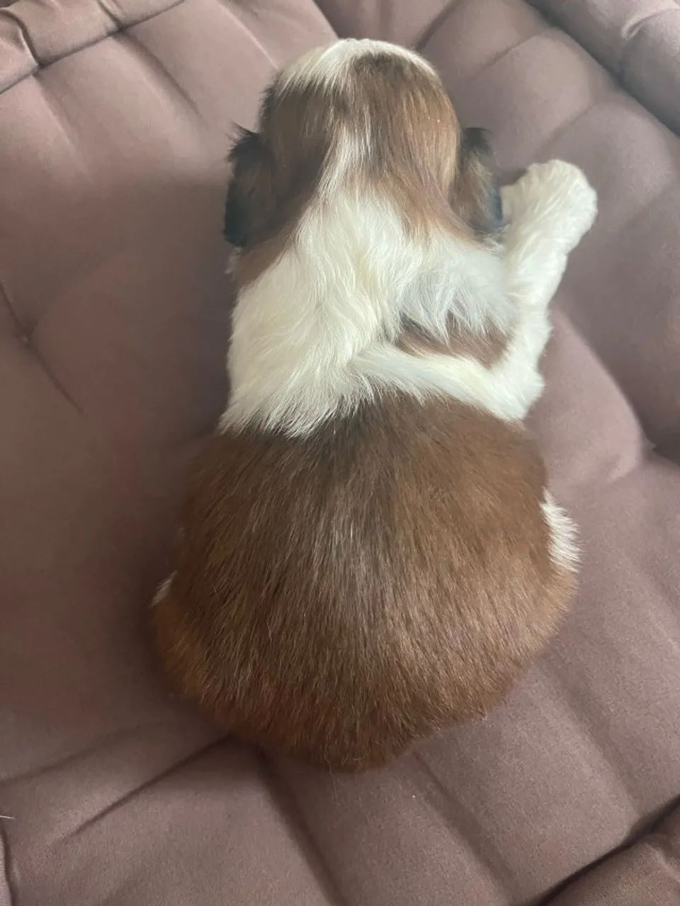 Filhotinho da raça Shih Tzu - Foto 3