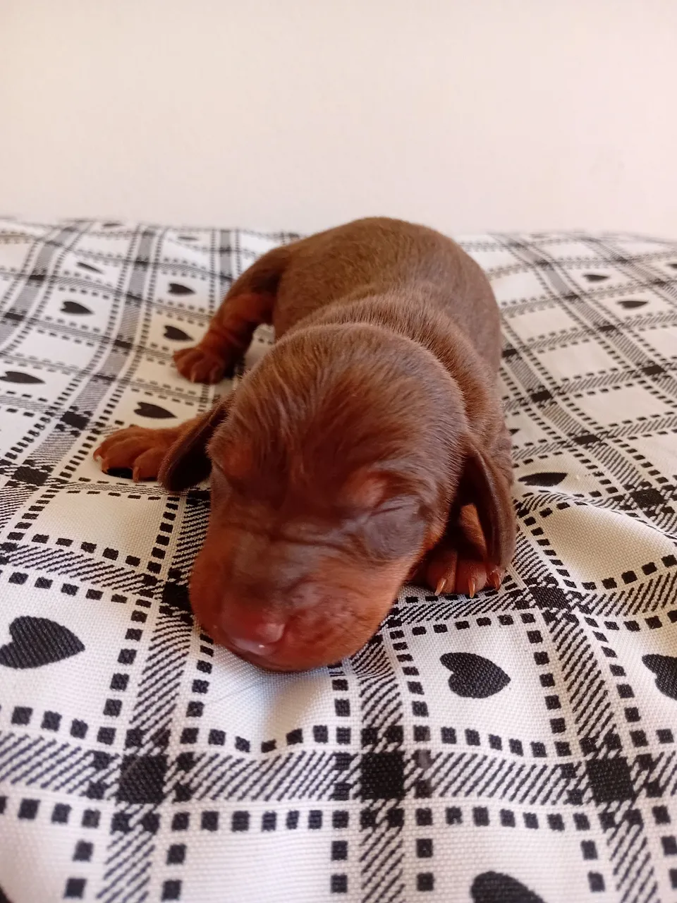 Linguicinhas ( duschund)