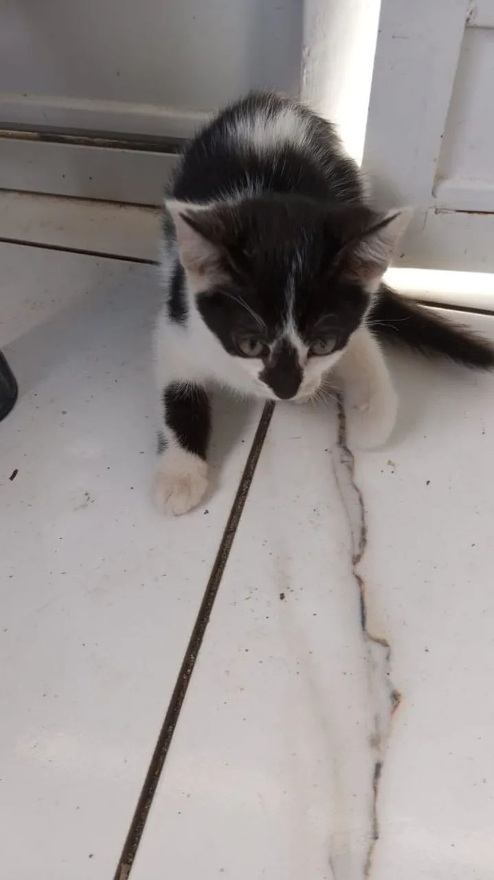 Gatinhos filhotes lindos pra adoção 