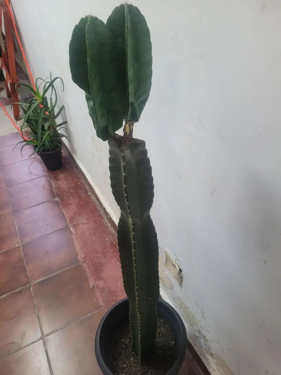 Plantas cactos  - Foto 3