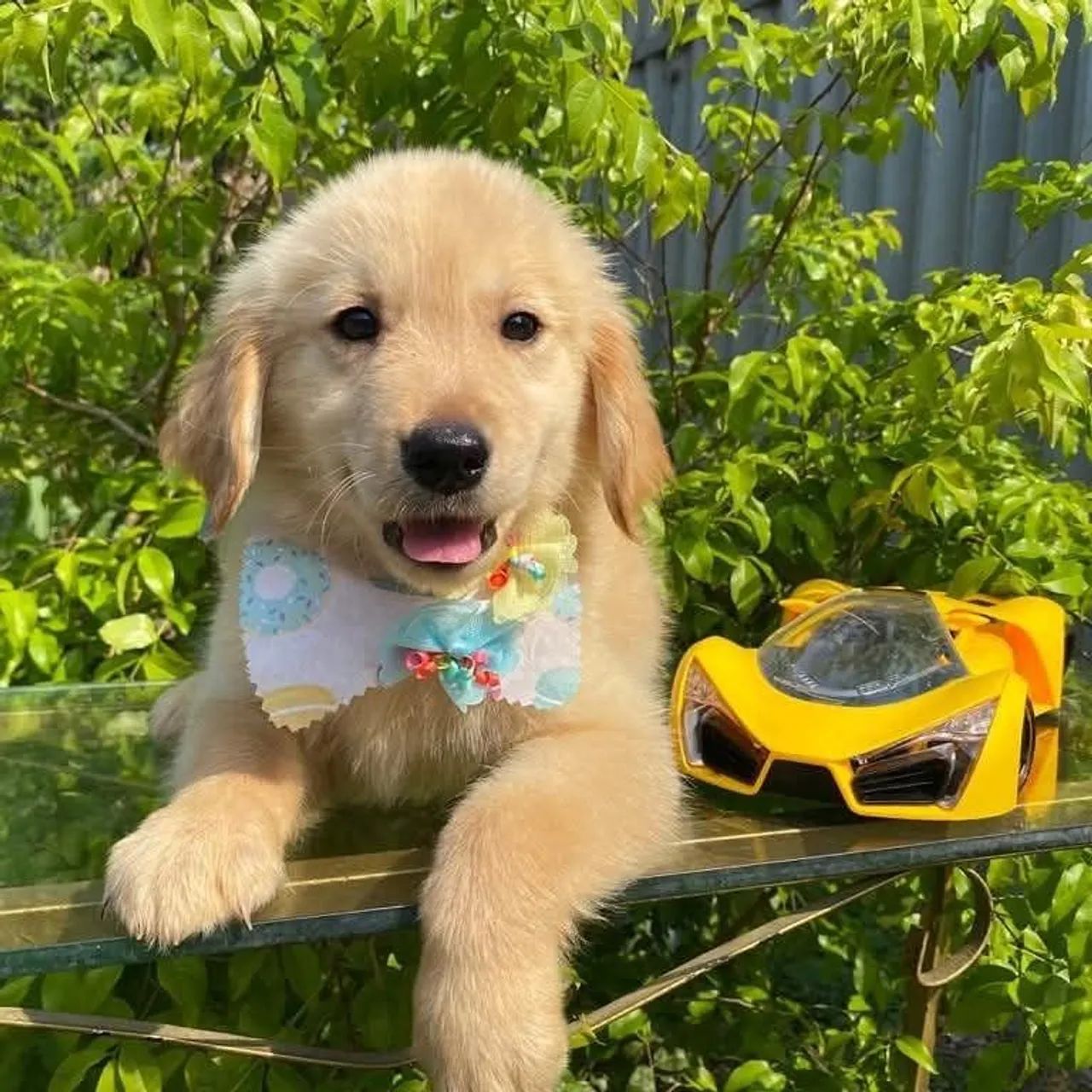 Filhotes de Golden retrievier com micro chip e pedigree  - Foto 2