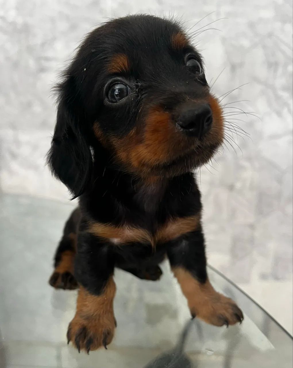 Dachshund pelo longo mini  - Foto 2