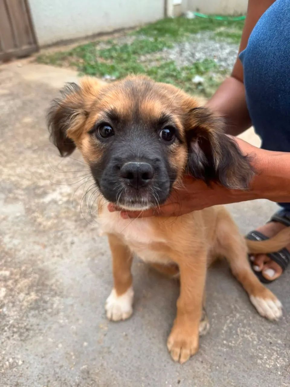 Cachorro macho porte médio  - Foto 4
