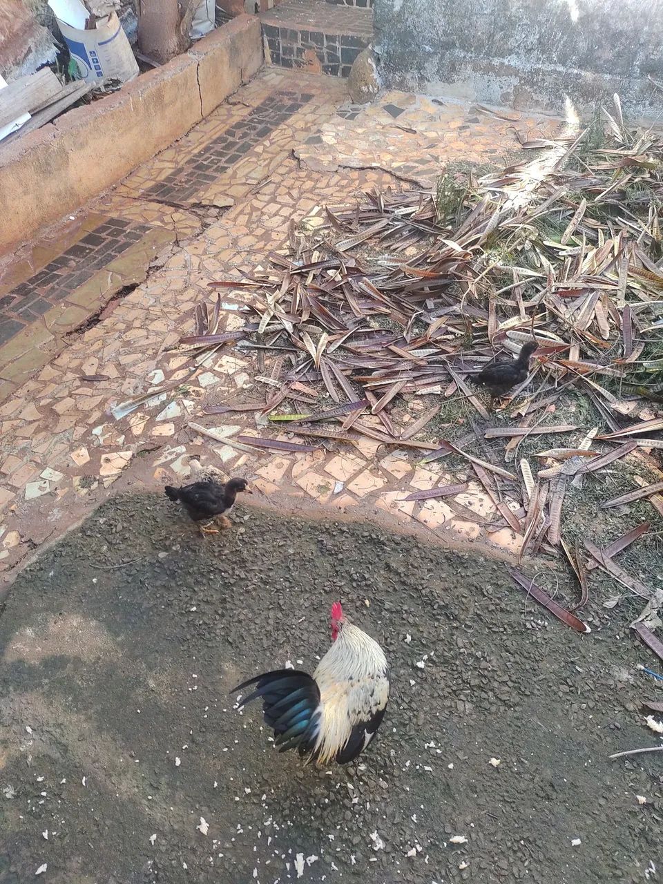 Pintinhos de galinha gigante. - Foto 3