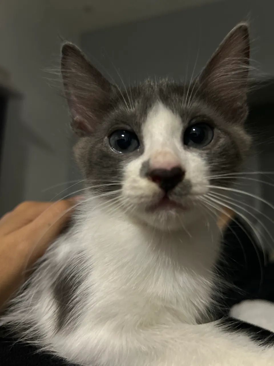 Adoção responsável  - Foto 4