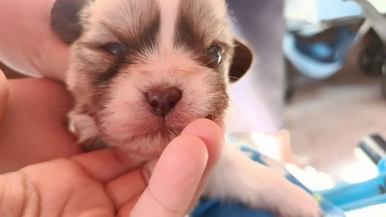 CACHORRO SHIH TZU - Foto 3