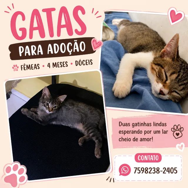 Gatas para Adoção