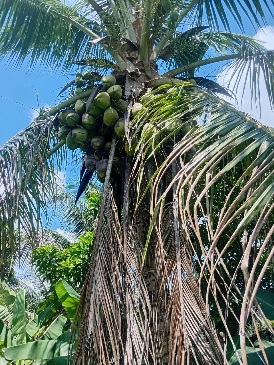 Foto - Salvador - Pero Vaz