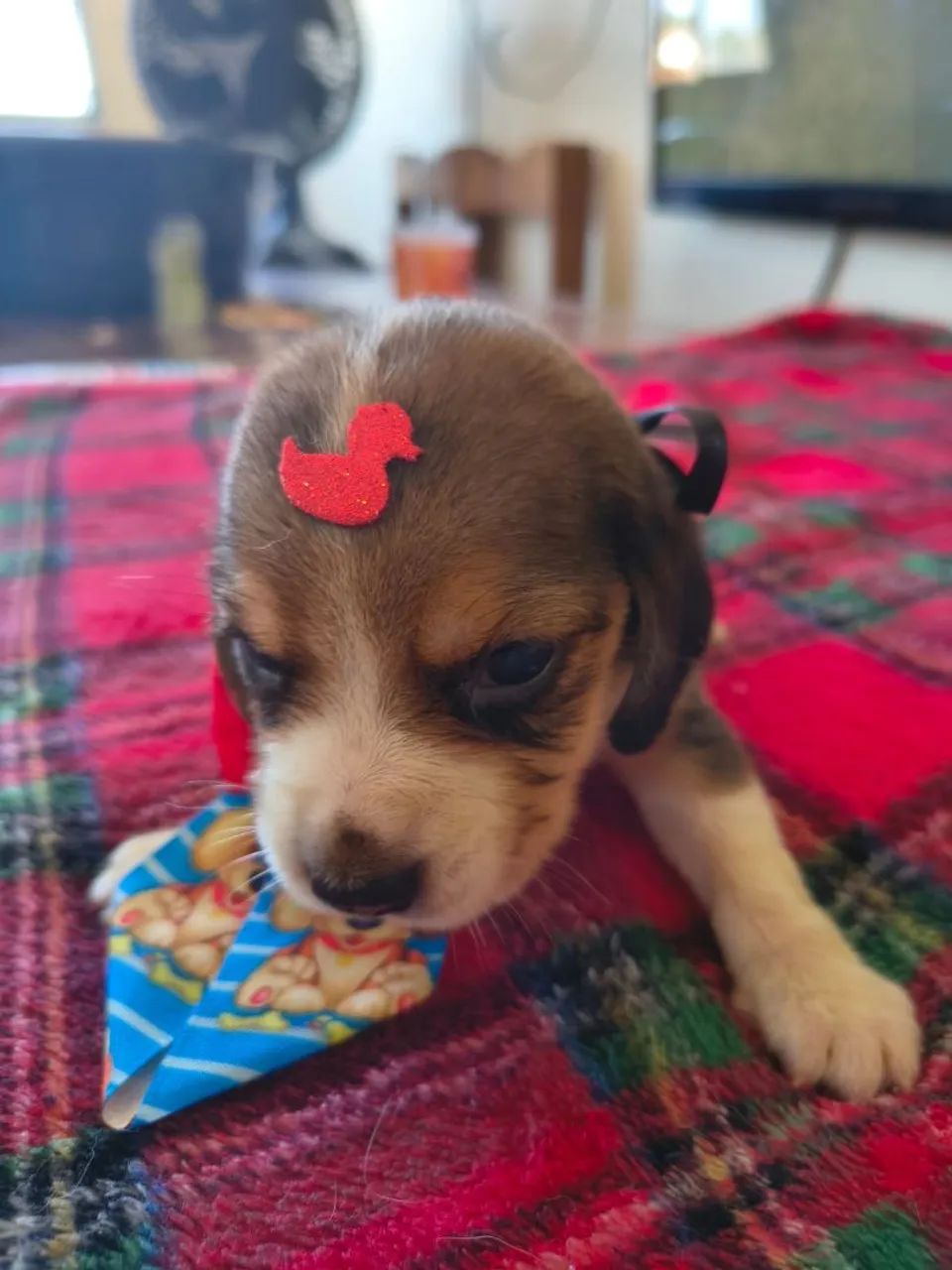 Beagle filhotes  - Foto 3