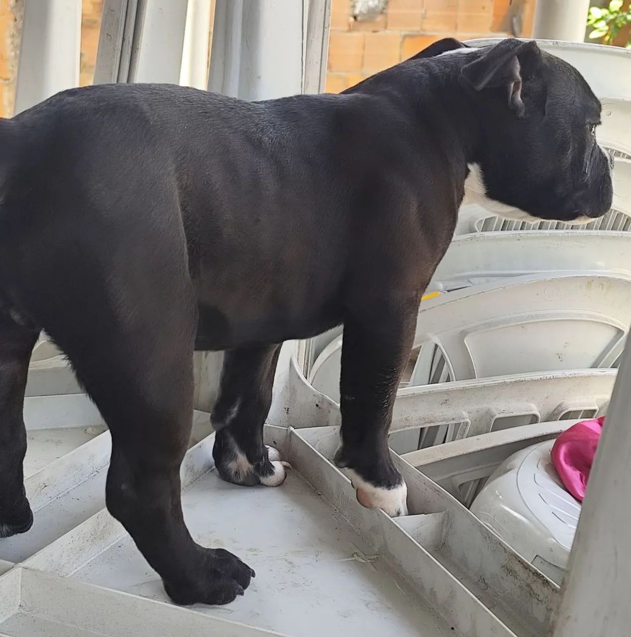 American Bully - Foto 3