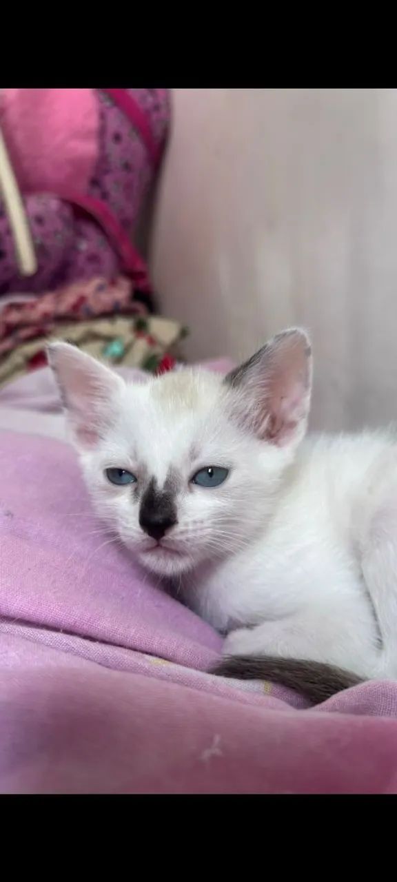 Gatinha para adoção responsável  - Foto 2