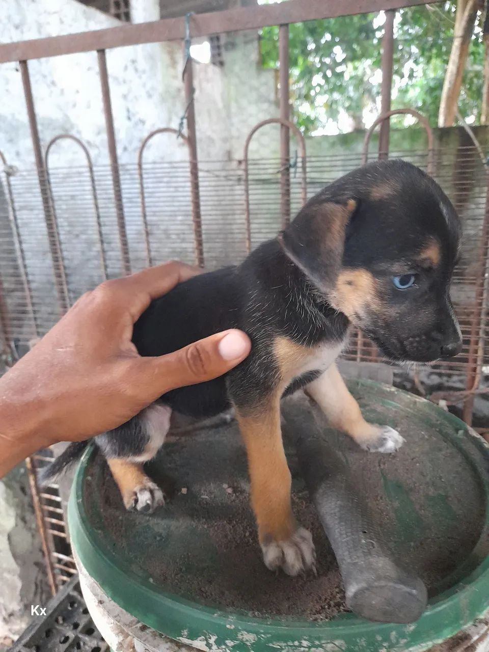 Doação cachorro  - Foto 4