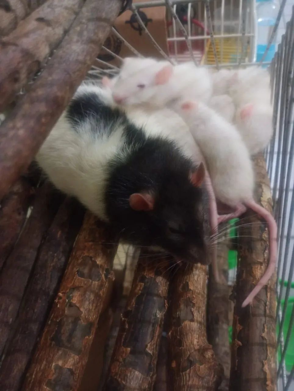 Rato twister albino 