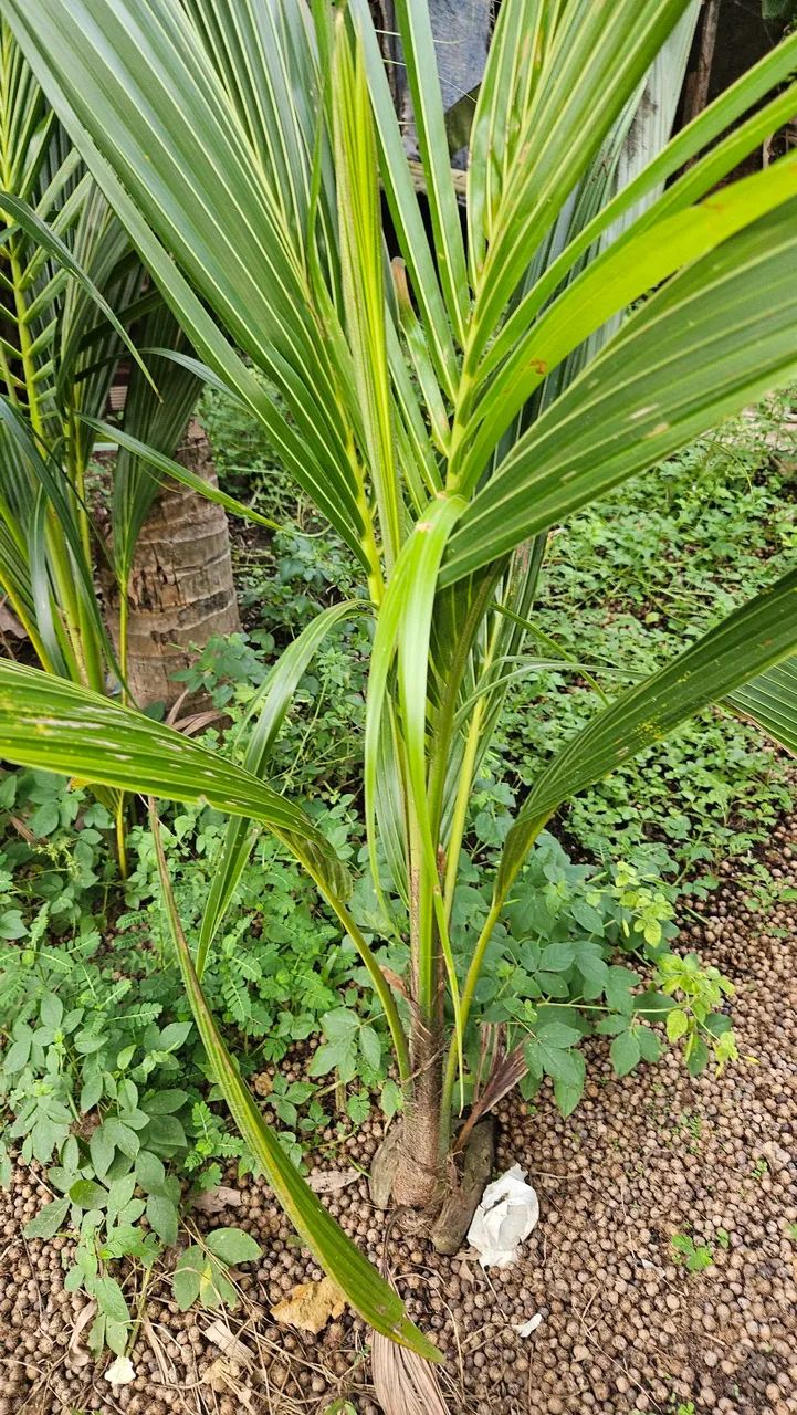 Vendo muda de coco  - Foto 3