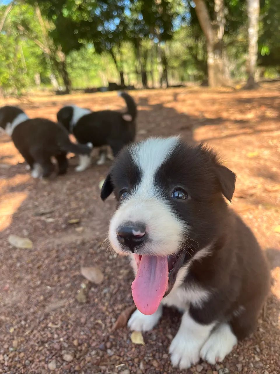 Vendo cães da raça Border Collie  - Foto 3