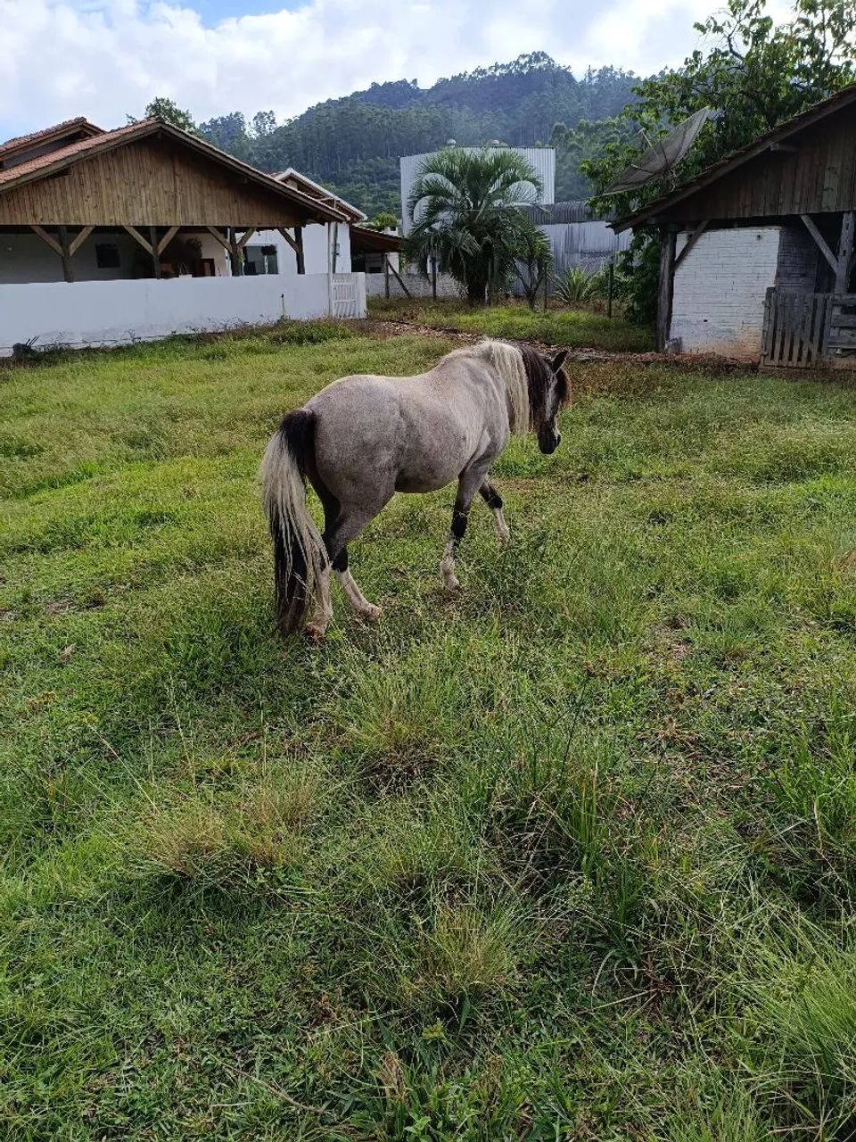 Cavalo petiço marchador  - Foto 4