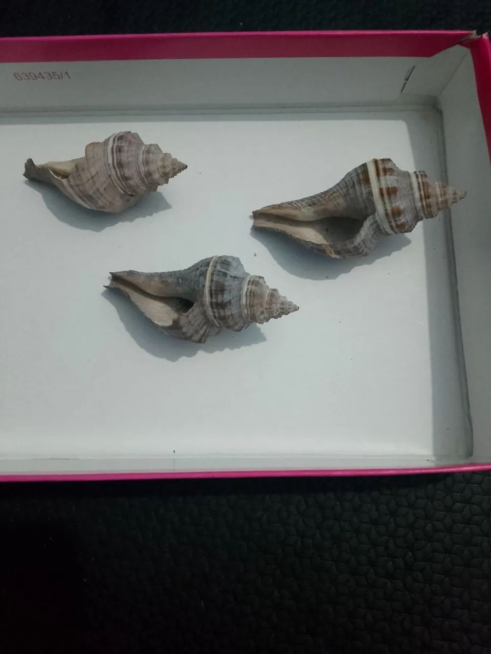 Kit 3 búzios maria-preta conchas de caramujo marinho  - Foto 3