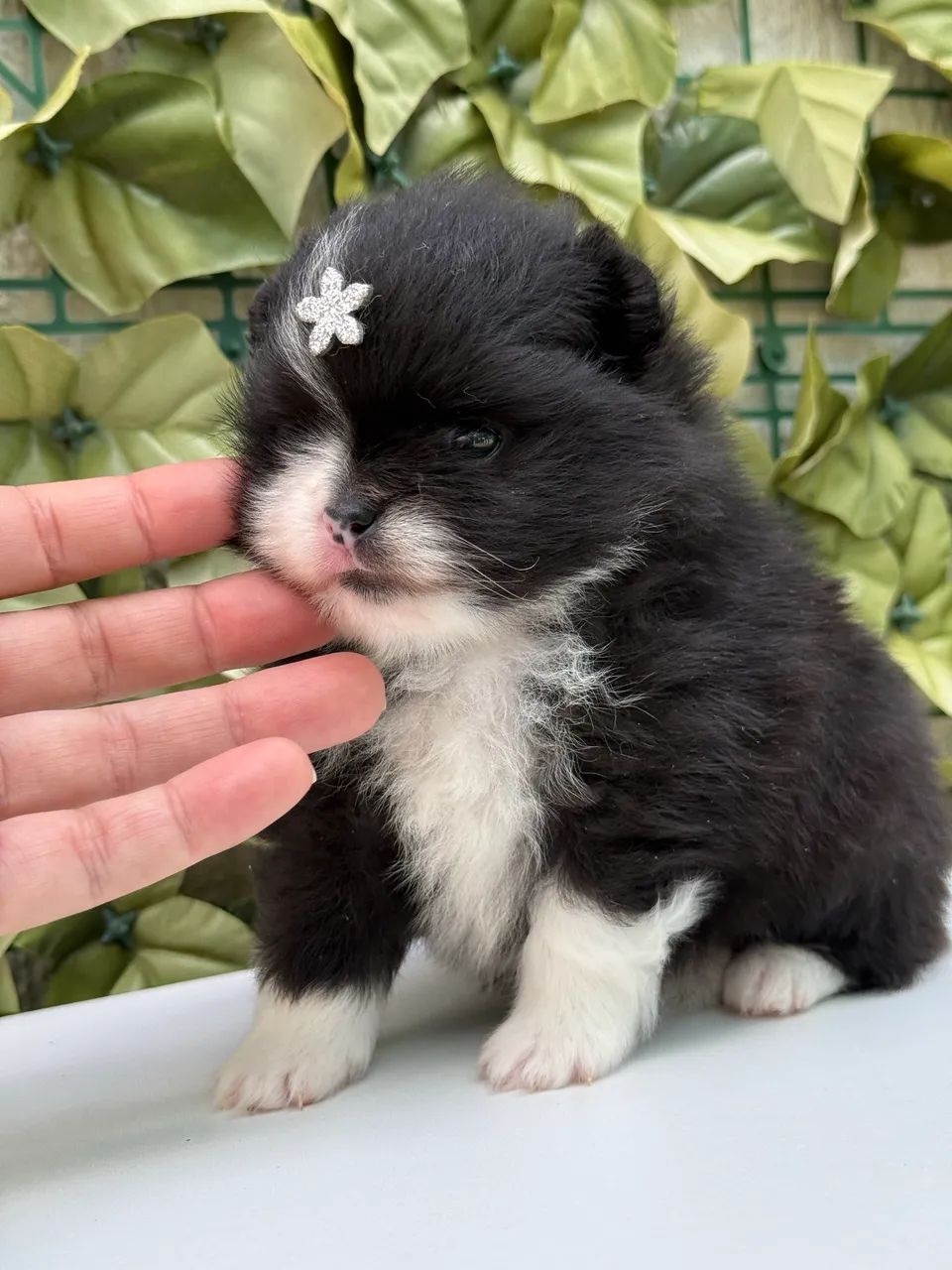 Lulu da Pomerania Anão  - Foto 3