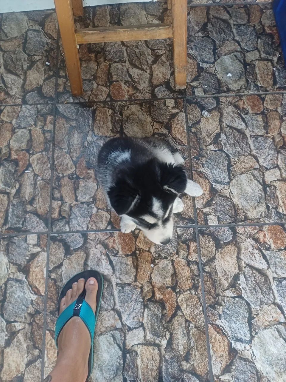 Husky siberiano  - Foto 2