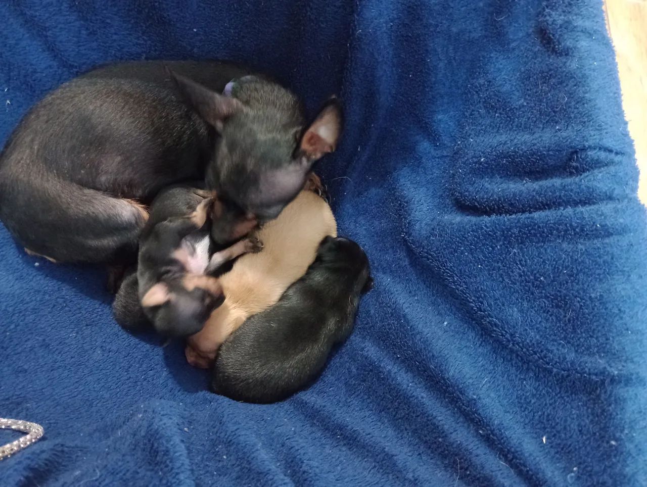 Pinscher - Foto 2