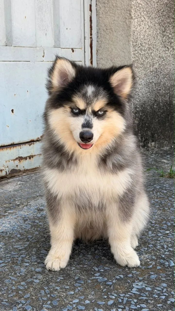 Filhotes Pomsky  - Foto 2