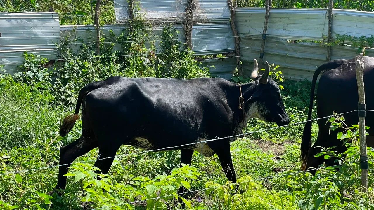 Vaca - Foto 3