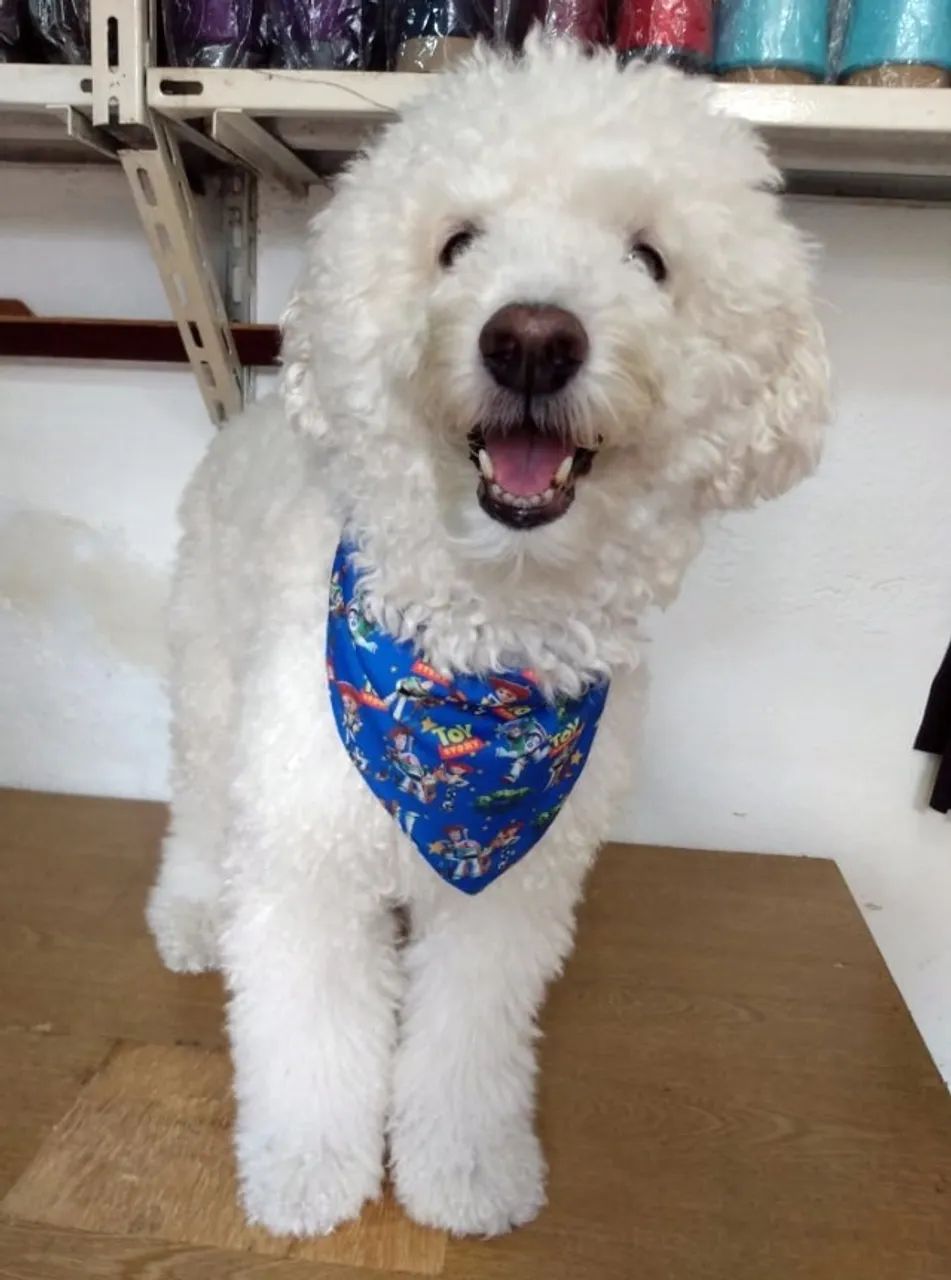 Bandanas para cães x25 - Foto 6