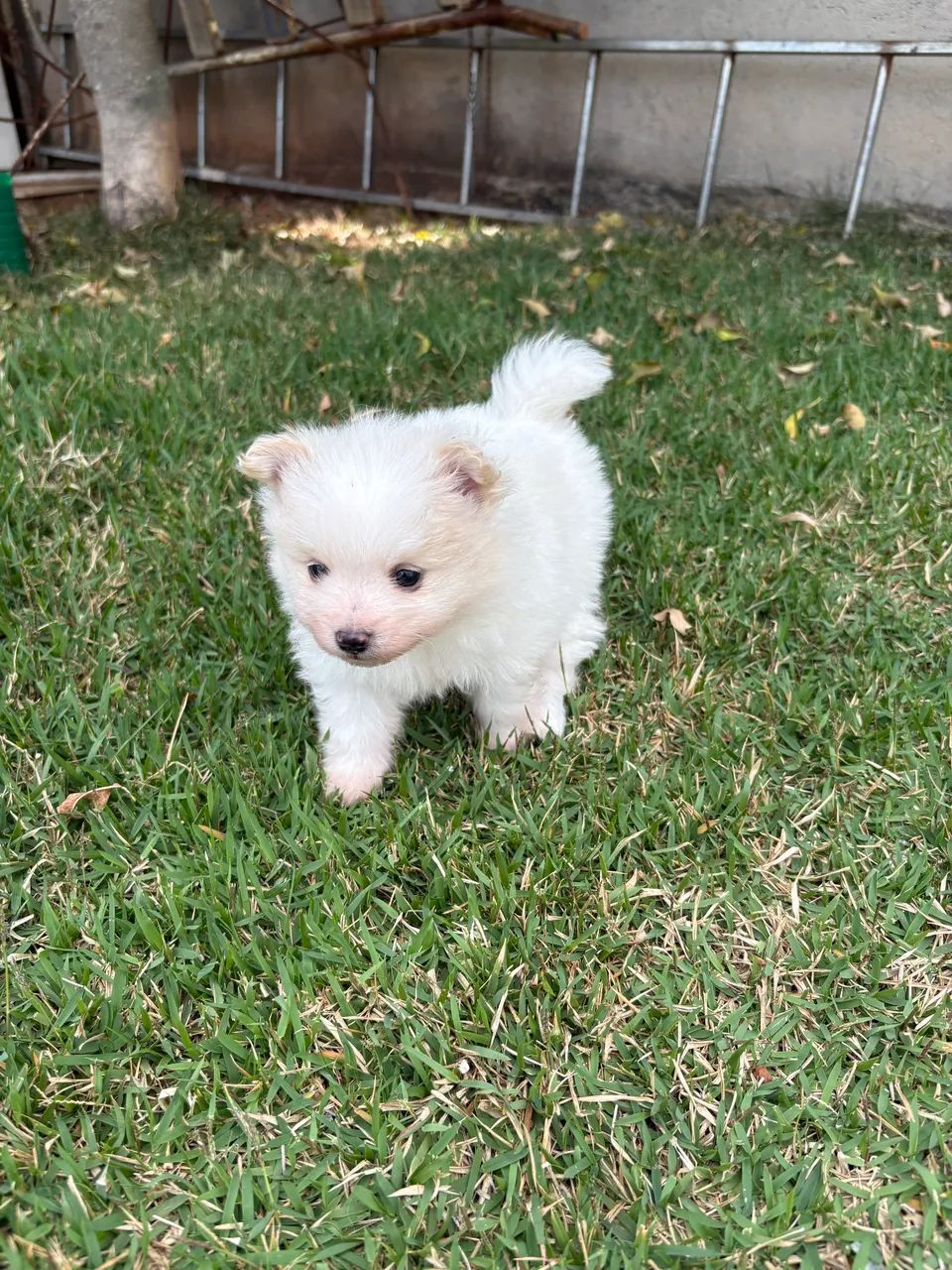 Spitz alemão macho - Foto 2