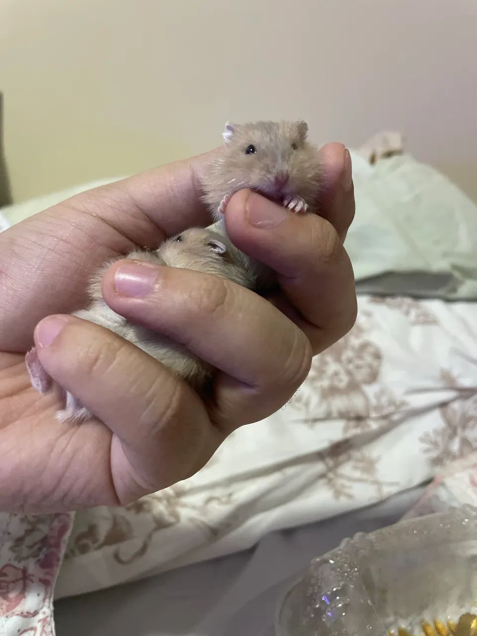 Vendo filhotes de hamster Anão Russo - Foto 2