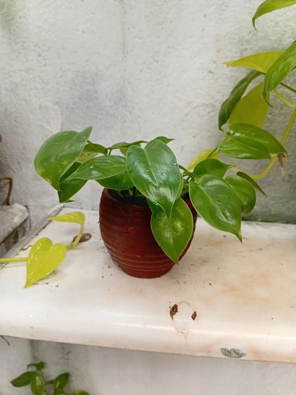 Mini imber vaso barro. - Foto 2