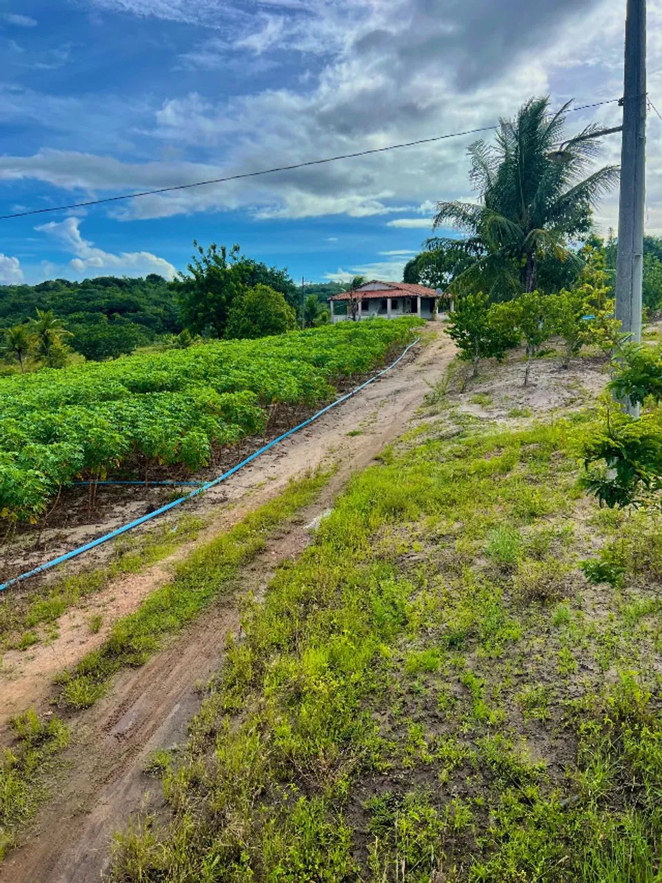 Excelente Sítio com 30 hectares, em Mamanguape,  multa água, rio perene
