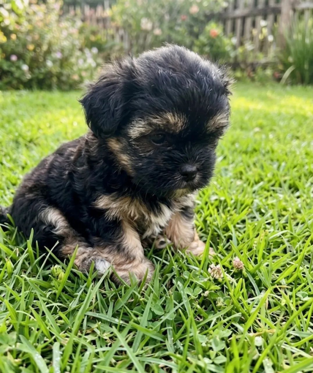 Poodle raro Phantom  - Foto 2