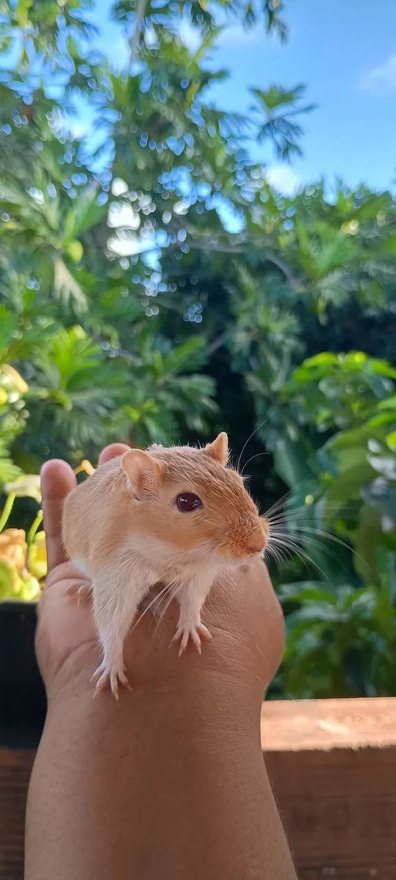 Gerbil do amor  - Foto 3
