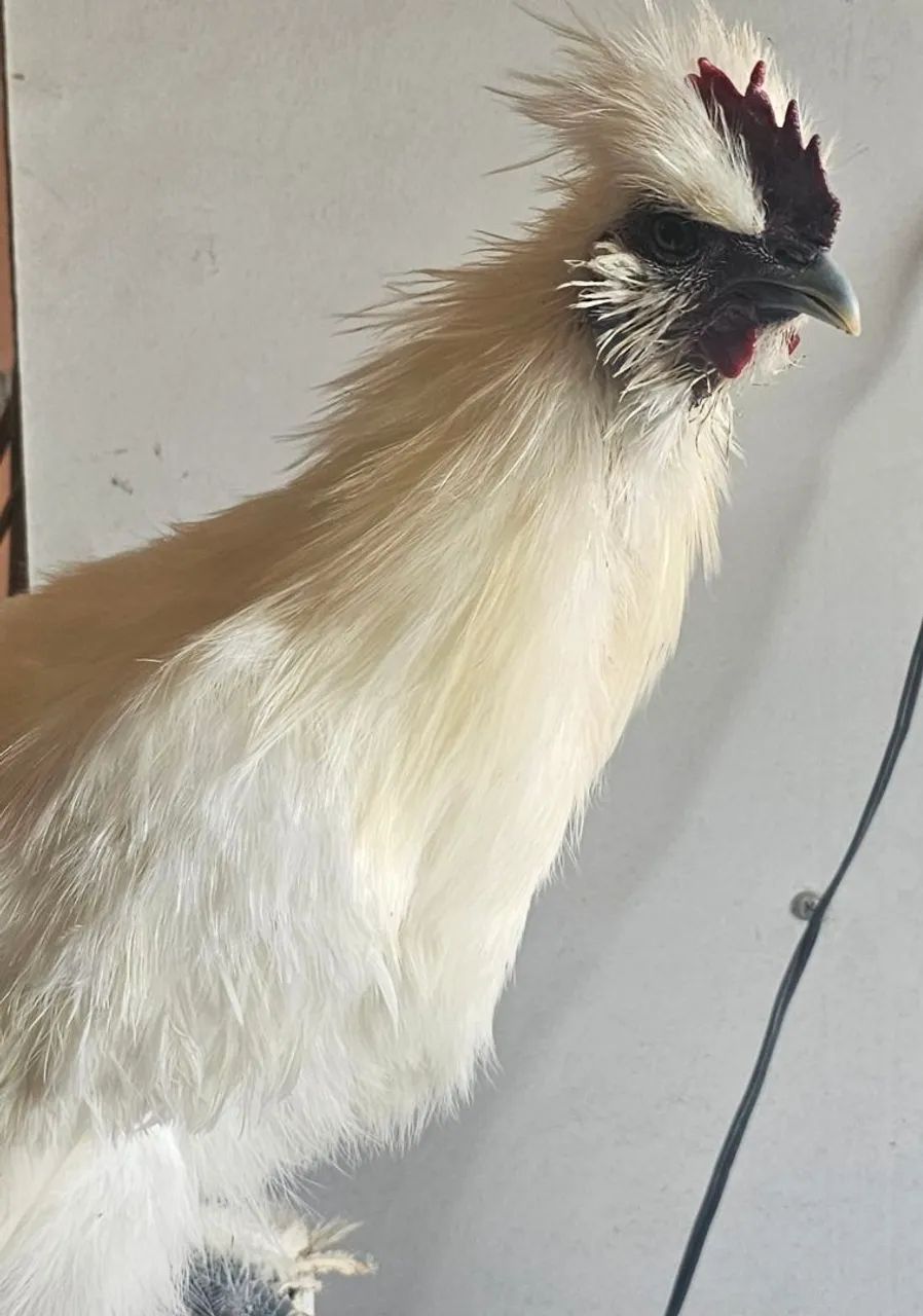 Galinha Sedosa do Japão  - Foto 4