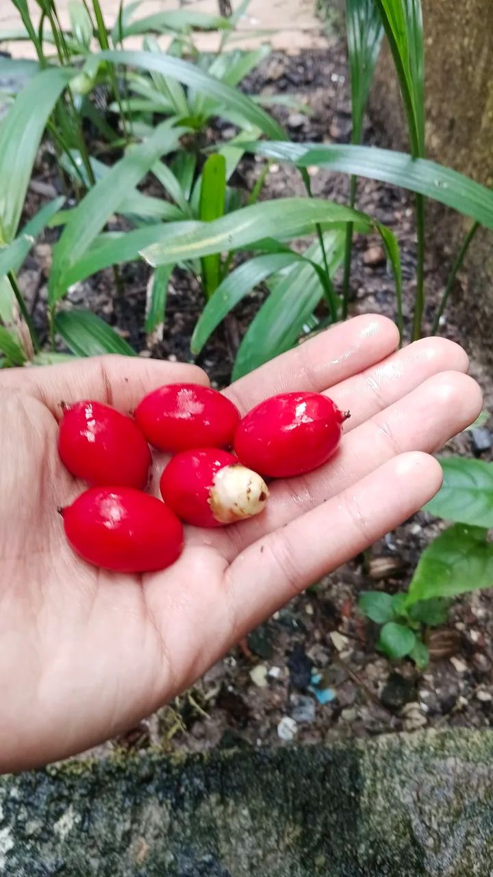Semente e muda de mini palmeira imperial  - Foto 3