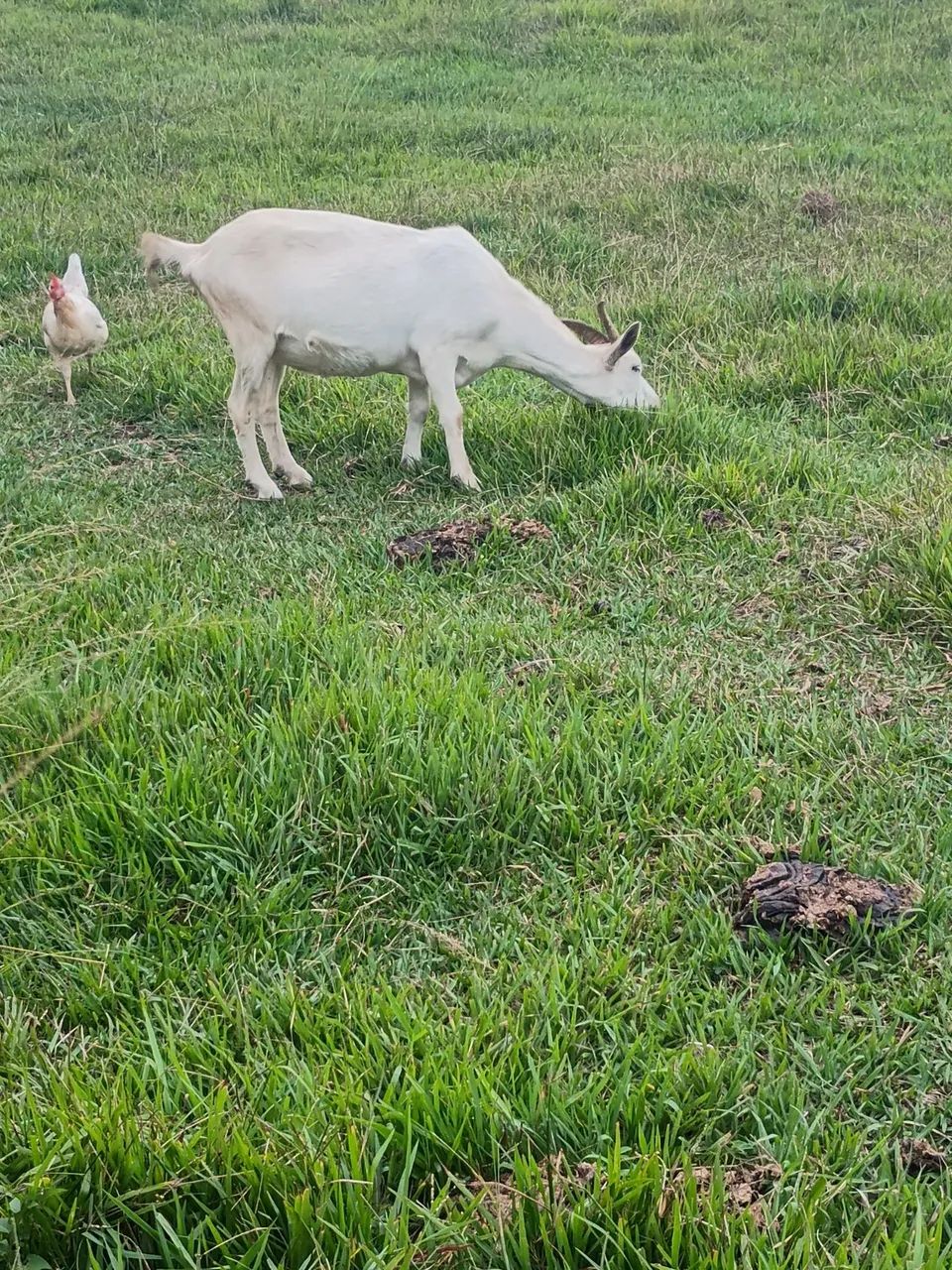 Cabras - Foto 5
