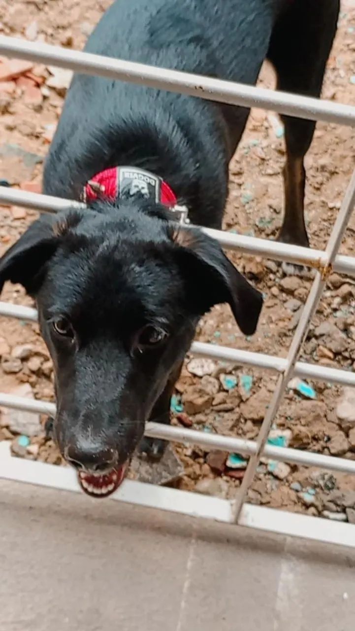 Doa-se cachorro ? - Foto 4